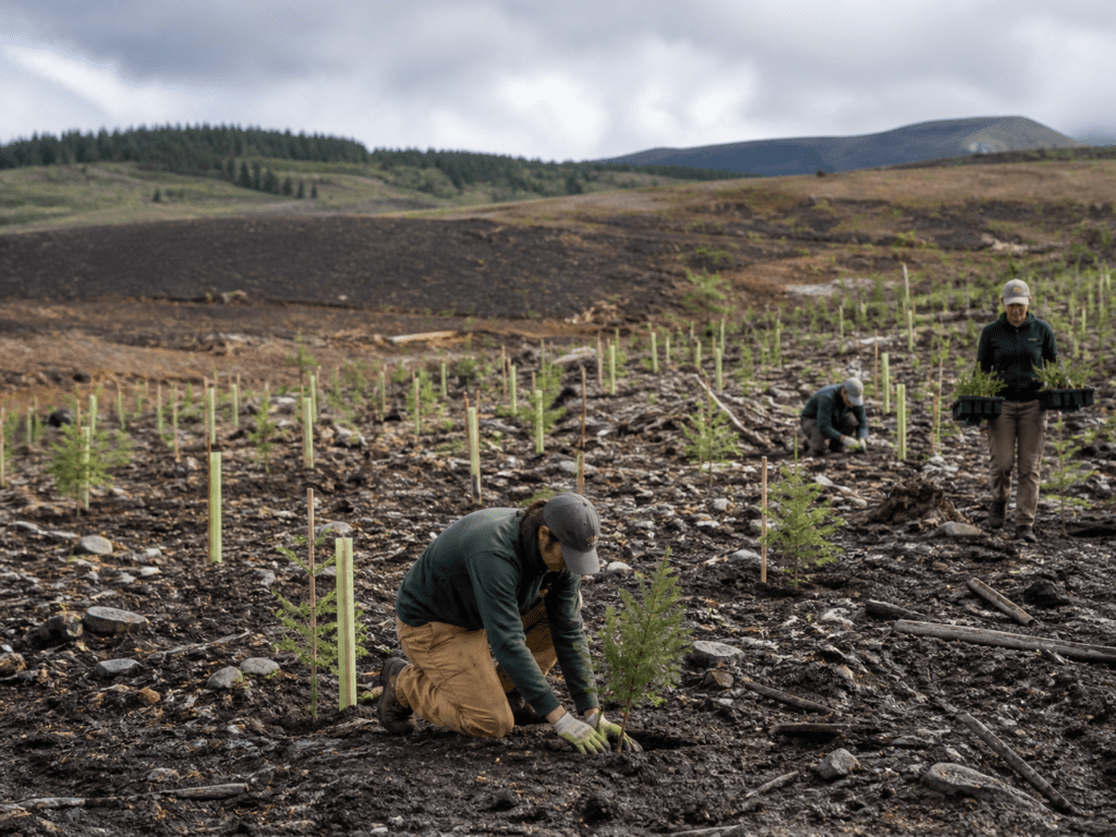 Latest Sustainability News for May 25th - Octopus energy has signed a $500M deal with an American company to invest in reforestation and aforestation