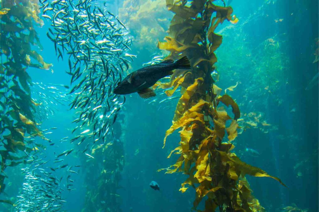 Nature Repair Report June 2026 - Kelp is critical for cleaning and protecting the oceans, it also grows super fast and is a brilliant CO2 absorber