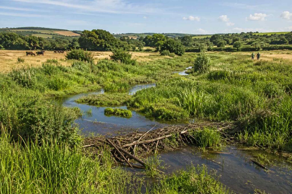 Sustainability News for September 7th - Recently restored wetlands in the UK remained green and wet despite the recent heatwaves whilst surrounding areas suffered