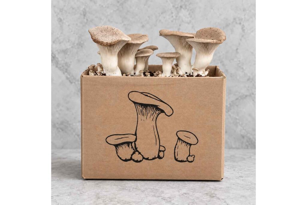Sustainable Mushrooms - Fat Fox