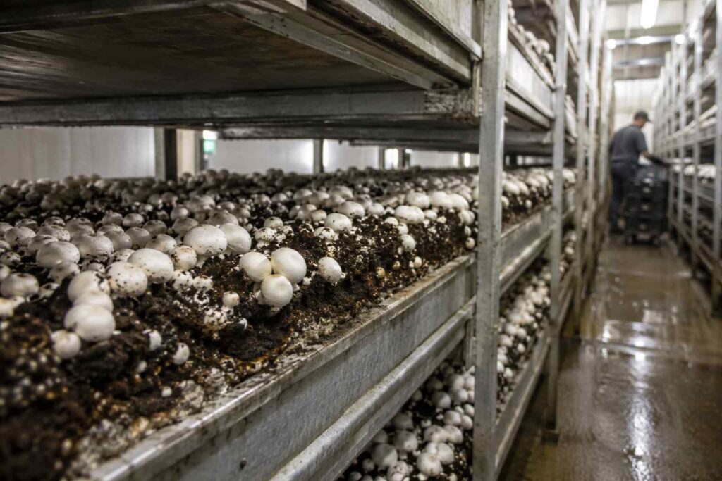 Sustainable Mushrooms - Modern mushroom growing has a serious issue as it uses peat leaving the UKs peatland seriously degraded