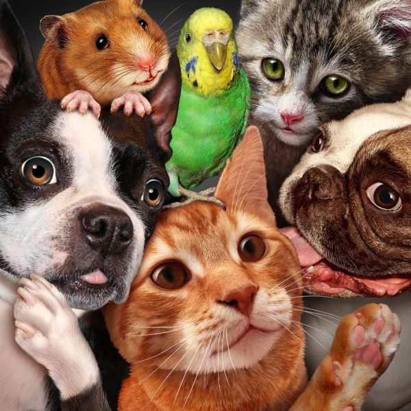 Pets 2